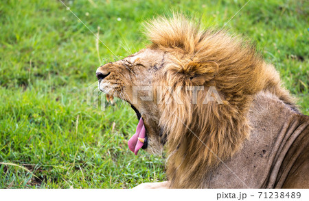 A lion in the close-up of the yawns A lion in the close-up of the yawns 71238489