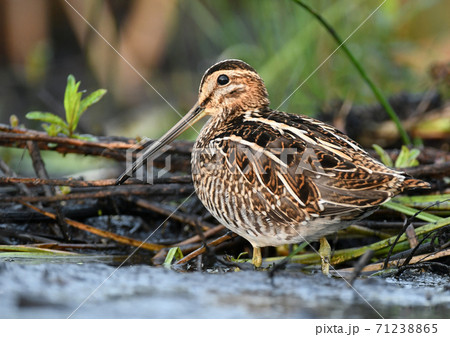 Common Snipe (Gallinago gallinago) 71238865