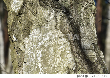 Natural background of the birch tree trunk bark. White wood texture 71239349