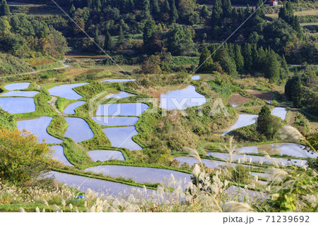 星峠の棚田 秋 星峠の棚田 秋 71239692