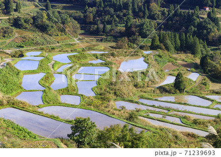 星峠の棚田 秋 星峠の棚田 秋 71239693