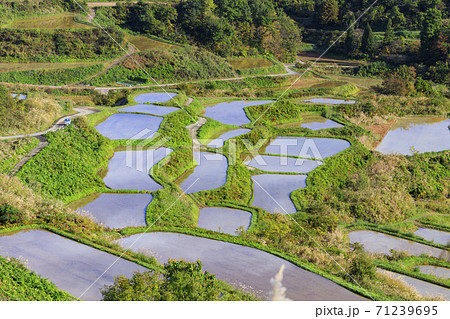 星峠の棚田 秋 星峠の棚田 秋 71239695