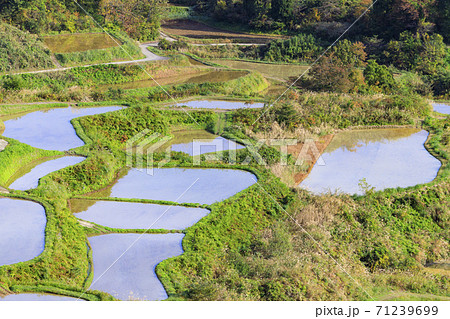 星峠の棚田　秋 71239699