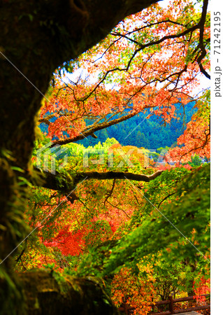奈良県桜井市の談山神社の秋景色、神社、秋、奈良県【11月】 奈良県桜井市の談山神社の秋景色、神社、秋、奈良県【11月】 71242195
