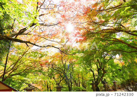 奈良県桜井市の談山神社の秋景色、神社、秋、奈良県【11月】 奈良県桜井市の談山神社の秋景色、神社、秋、奈良県【11月】 71242330