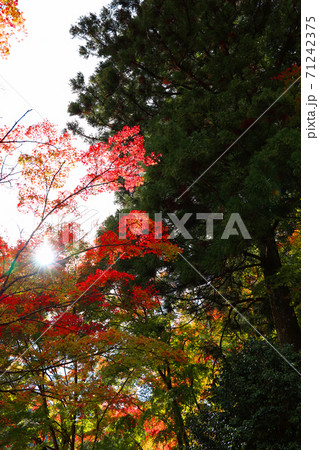 奈良県桜井市の談山神社の秋景色、神社、秋、奈良県【11月】 奈良県桜井市の談山神社の秋景色、神社、秋、奈良県【11月】 71242375