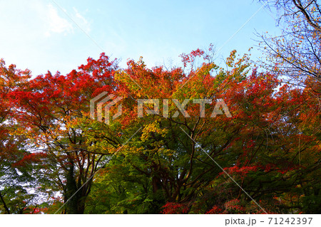 奈良県桜井市の談山神社の秋景色、神社、秋、奈良県【11月】 奈良県桜井市の談山神社の秋景色、神社、秋、奈良県【11月】 71242397