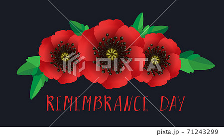 Remembrance day lest we forget. Red poppy flower international symbol of peace on black background. Great for design posters, banner, header for website. Remembrance Day vector illustration 71243299