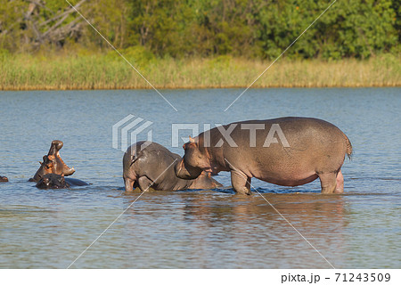 HIPPOPOTAMUS AMPHIBIUS, South Africa 71243509