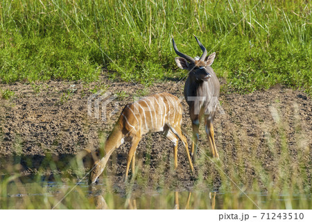 Nyala South Africa 71243510