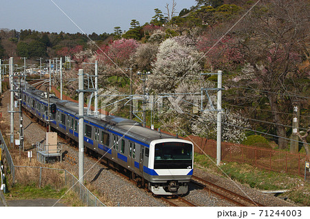 偕楽園脇を行く水戸線E531系 71244003