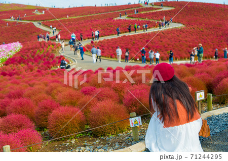【丘からコキアを撮影する女性】 【丘からコキアを撮影する女性】 71244295