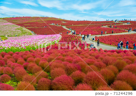 【みはらしの丘を望むコキアとコスモス】 71244296