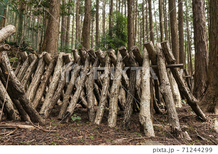 しいたけ栽培 71244299