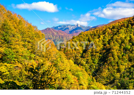 紅葉の高原と冠雪の八海山 紅葉の高原と冠雪の八海山 71244352
