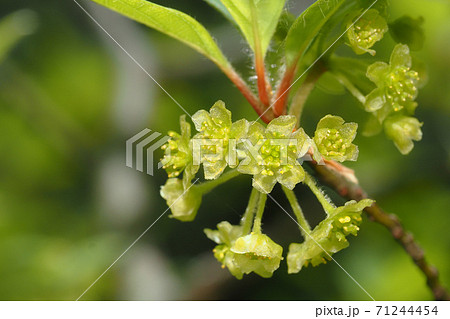 クロモジの花 71244454