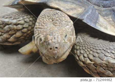 Giant turtles in a large enclosure. Released free as a pet. 71244462