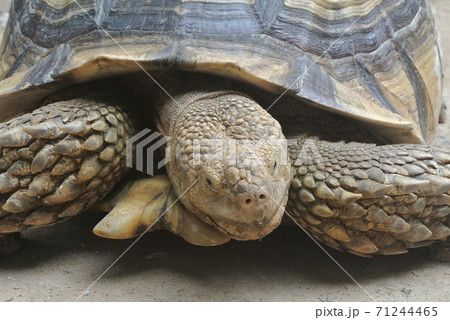 Giant turtles in a large enclosure. Released free as a pet. Giant turtles in a large enclosure. Released free as a pet. 71244465