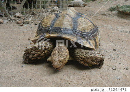 Giant turtles in a large enclosure. Released free as a pet. Giant turtles in a large enclosure. Released free as a pet. 71244471
