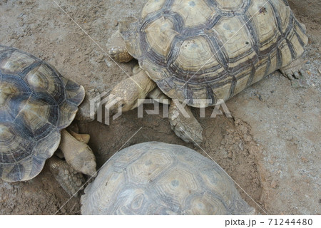Giant turtles in a large enclosure. Released free as a pet. Giant turtles in a large enclosure. Released free as a pet. 71244480