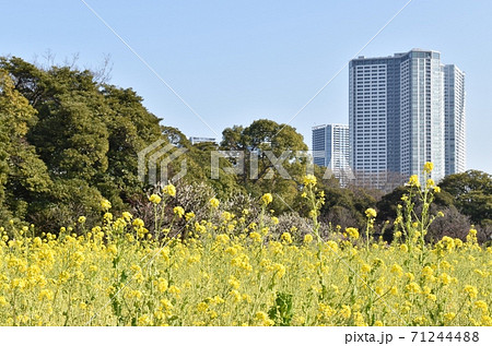 浜離宮に咲く菜の花 浜離宮に咲く菜の花 71244488