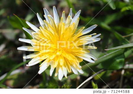 ウスジロカントウタンポポの花 ウスジロカントウタンポポの花 71244588