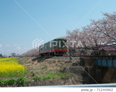 真岡鉄道　春　桜と菜の花と電車 71244902