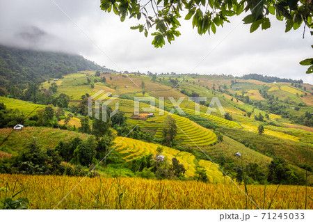 Landscape of Rice terraces on mountain at Ban Pa Pong Piang, Doi Din Thanon, Chiang Mai, Thailand Landscape of Rice terraces on mountain at Ban Pa Pong Piang, Doi Din Thanon, Chiang Mai, Thailand 71245033