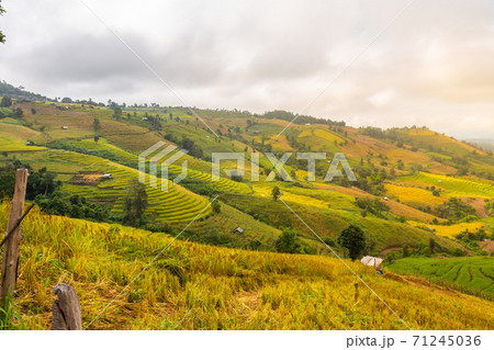 Landscape of Rice terraces on mountain at Ban Pa Pong Piang, Doi Din Thanon, Chiang Mai, Thailand Landscape of Rice terraces on mountain at Ban Pa Pong Piang, Doi Din Thanon, Chiang Mai, Thailand 71245036