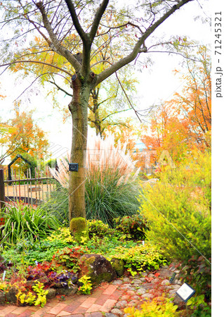 滋賀県草津市のみずの森公園の風景、花、植物、生植物【11月】 71245321