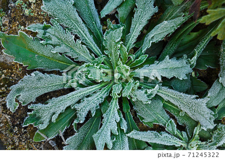 早朝に写した雑草の霜 早朝に写した雑草の霜 71245322