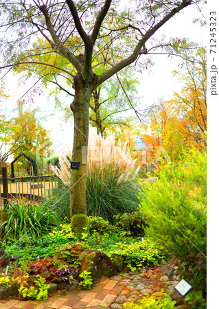滋賀県草津市のみずの森公園の風景、花、植物、生植物【11月】 71245323