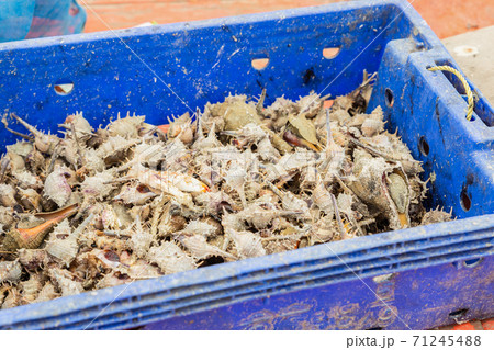 sea catch, plastic container full of long shells with spikes 71245488