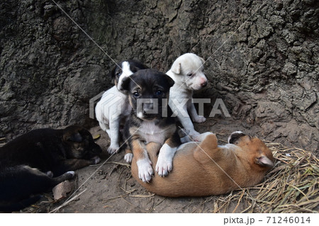 バングラデシュのダッカ　歴史的な建造物のカーゾン・ホールの庭で生活する子犬の家族　じゃれ合う可愛い姿 71246014
