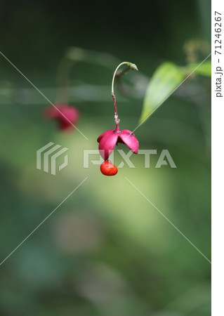 ムラサキマユミの実 ムラサキマユミの実 71246267