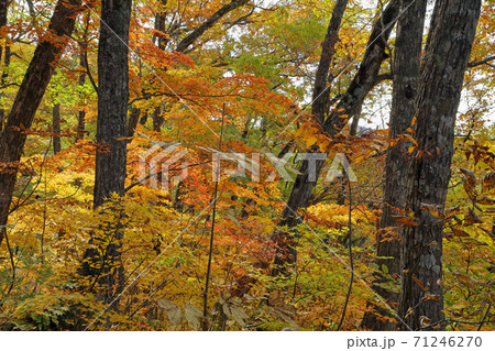 コナラ林の紅葉　福島県只見町 71246270