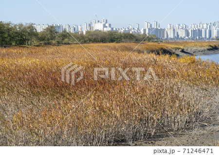 風景 生態公園 始興市 71246471