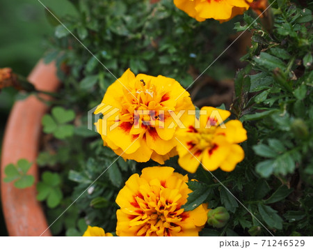 マリーゴールド 71246529