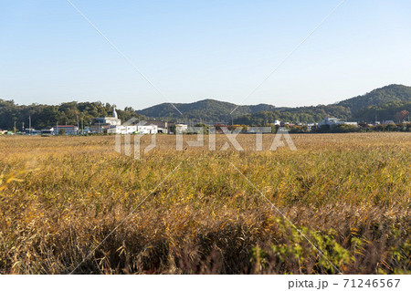 風景 生態公園 始興市 71246567