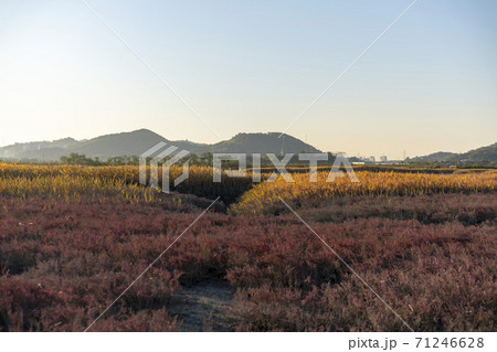 生態公園 始興市 秋 71246628