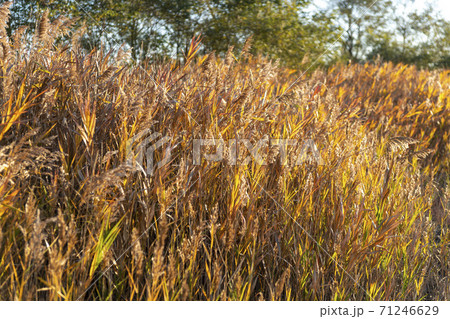 植物 葦 秋 71246629