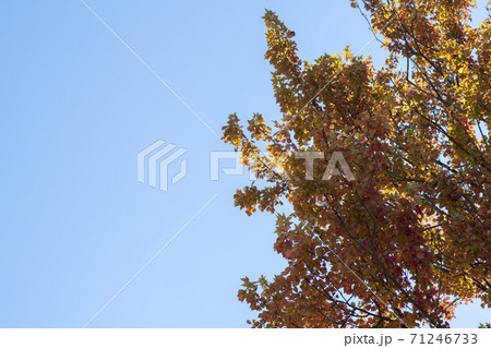 植物 秋 紅葉 71246733