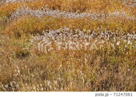 植物 秋 ススキ 71247061