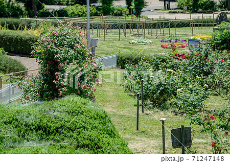 大阪服部緑地・バラ園のある円形花壇の風景 71247148