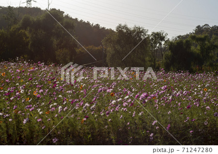 風景 安山市 コスモス 71247280