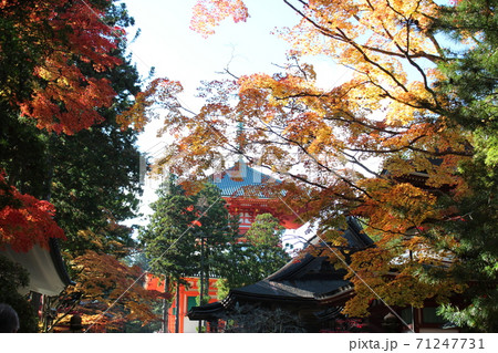 高野山の紅葉 71247731