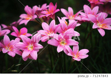 真夏に咲く ハブランサス の花の写真素材