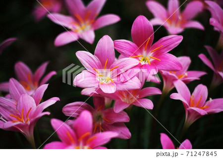真夏に咲く、ハブランサス の花 真夏に咲く、ハブランサス の花 71247845