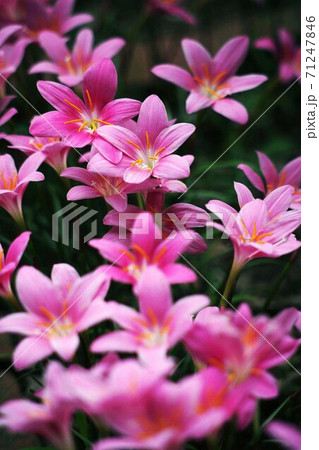 真夏に咲く、ハブランサス の花 真夏に咲く、ハブランサス の花 71247846