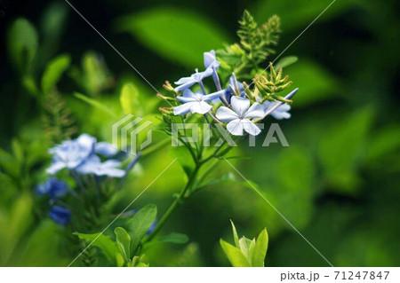 ルリマツリの花咲く 71247847